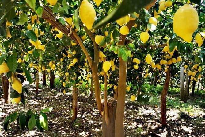 amalfi-coast-maiori-path-of-lemons-tour-with-tasting