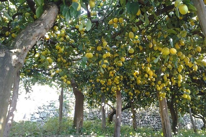 amalfi-coast-maiori-path-of-lemons-tour-with-tasting