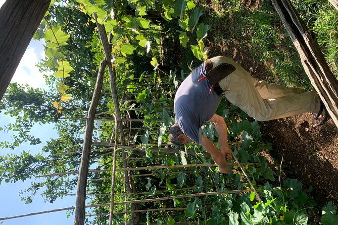 amalfi-coast-maiori-path-of-lemons-tour-with-tasting
