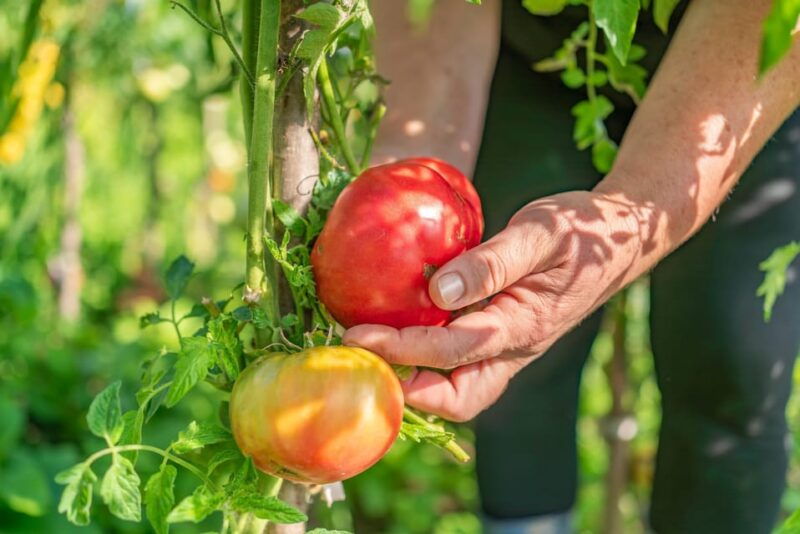 amalfi-coast-pizza-making-class-and-farmhouse-visit