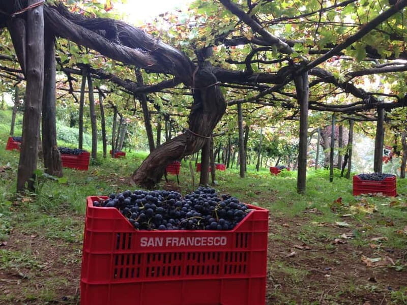 Amalfi Coast Scooter Tour: Wine & Views with Local Guide - The Itinerary & Stops  