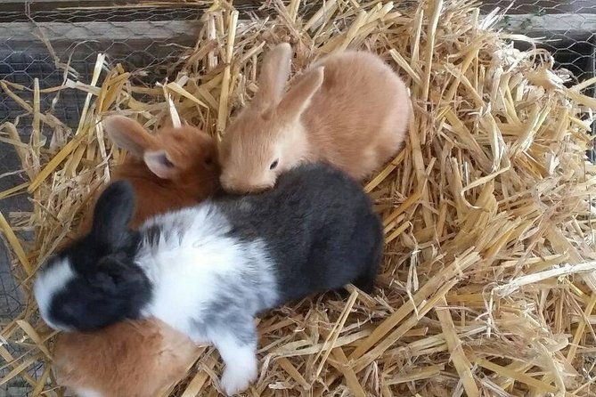 amalfi-coast-sorrento-cooking-class-school-at-farmhouse