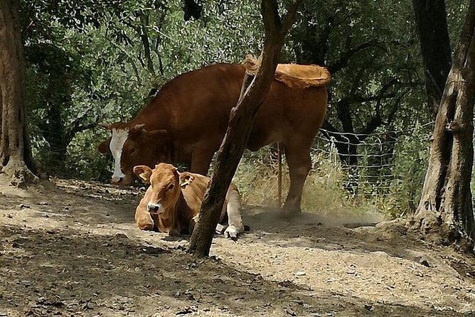 amalfi-coast-sorrento-cooking-class-school-at-farmhouse