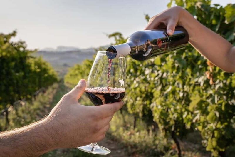 Amalfi Coast: Vineyard Tour with Wine Tasting and Lunch - What to Expect from the Vineyard Tour on the Amalfi Coast