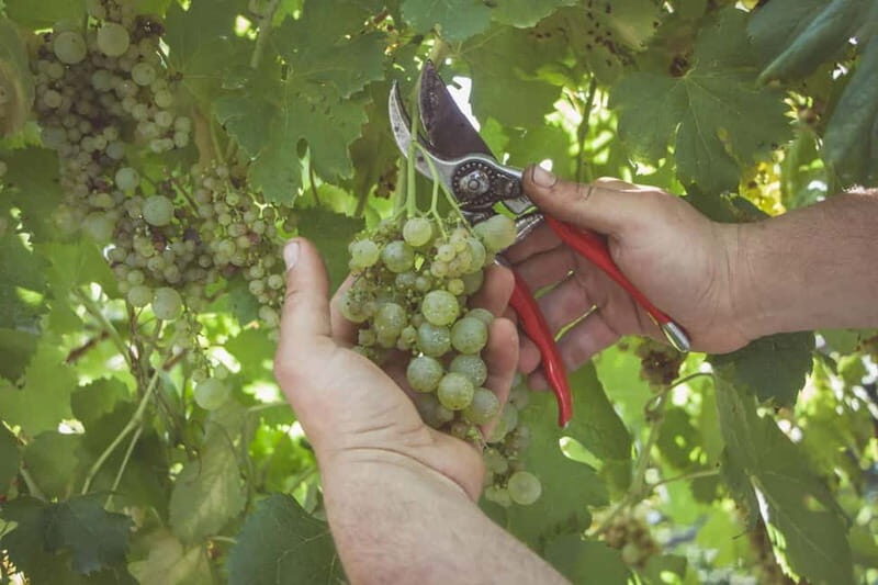 Amalfi Coast: Vineyard Tour with Wine Tasting and Lunch - The Practical Details