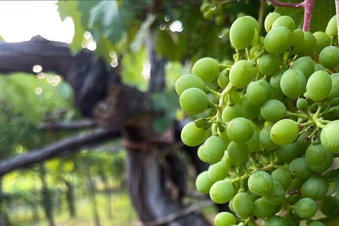 amalfi-coast-vintage-tour-with-cheese-and-wine-tastings