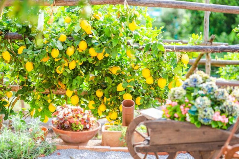 amalfi-cooking-class-and-farmhouse-visit-with-meal