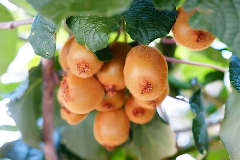 Amalfi: Grow your own vegetables and enjoy lunch with wine - Discovering Amalfi’s Farm Life: What to Expect