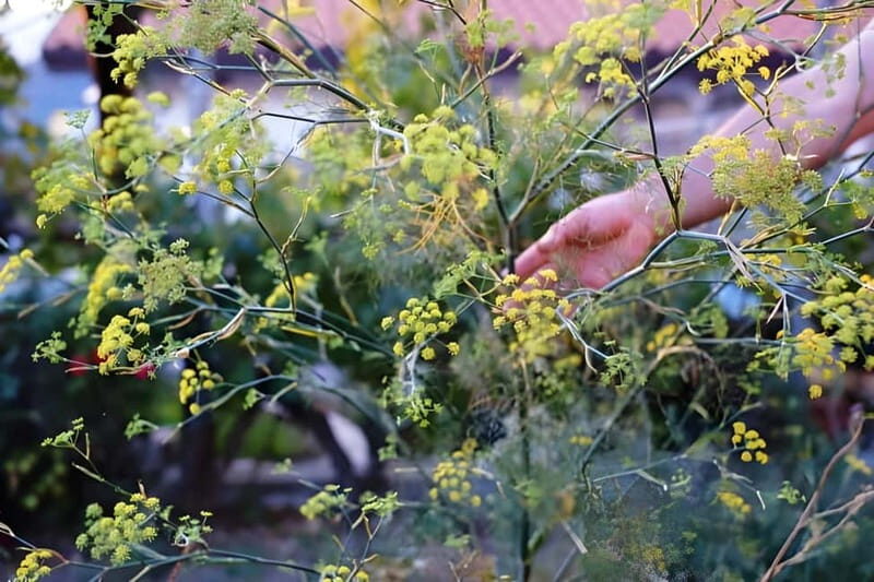Amalfi: Grow your own vegetables and enjoy lunch with wine - Value and Practicalities