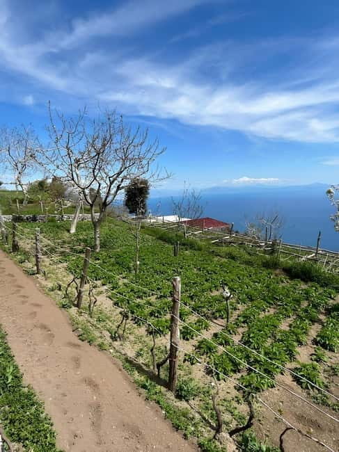 Amalfi: Grow your own vegetables and enjoy lunch with wine - The Final Verdict