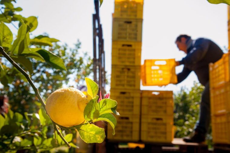 amalfi-limoncello-factory-visit-with-instructor-and-tasting