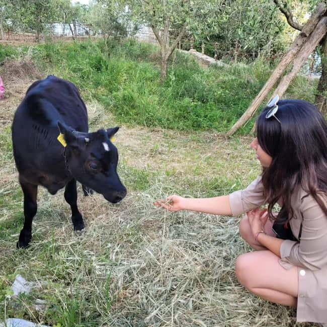 Amalfi: Milk the cows, Make Pasta, Mozzarella and Tiramisù! - An Overview of the Experience