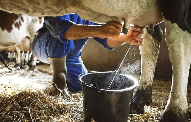 Amalfi: Milk the cows, Make Pasta, Mozzarella and Tiramisù! - Crafting the Classic Tiramisù