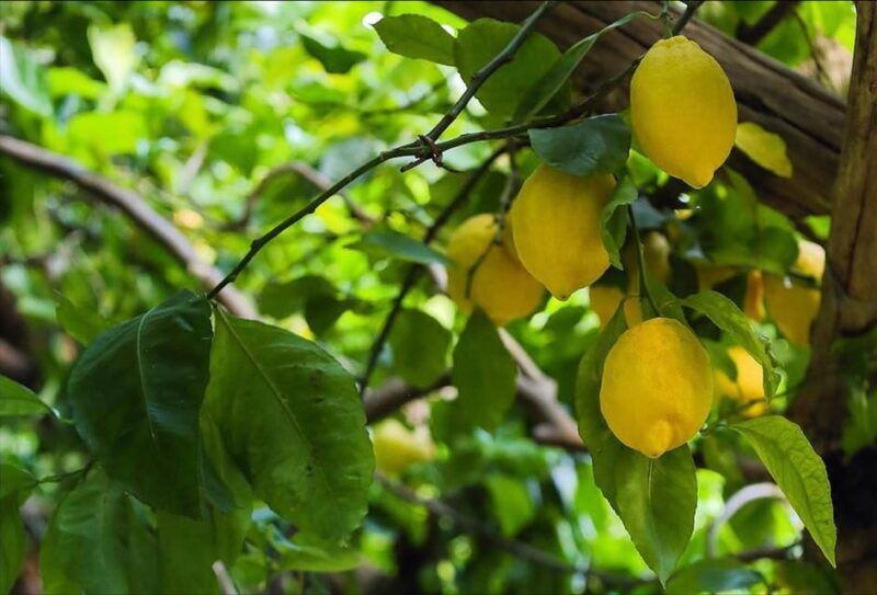 amalfi-organic-lemon-tour-tasting-in-the-historical-garden