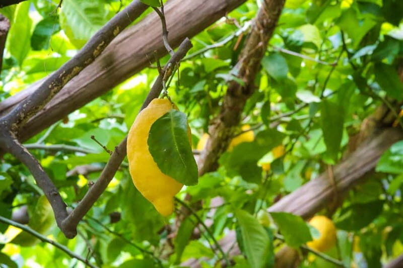 Amalfi Organic Lemon Tour & Wine Tasting - Exploring the Amalfi Organic Lemon Tour & Wine Tasting