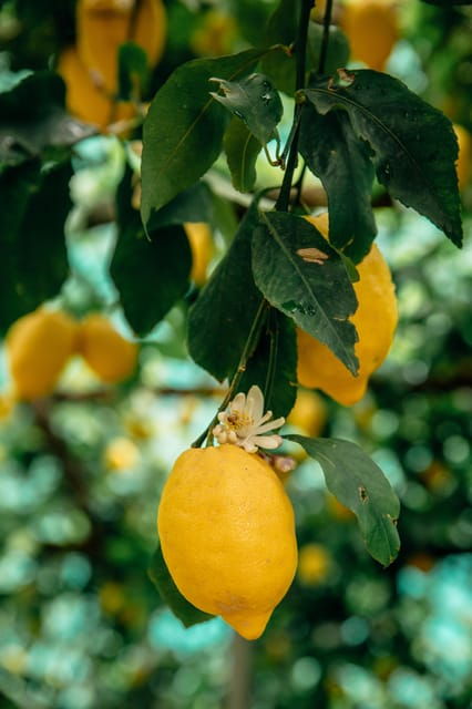 amalfi-vertical-lemon-farm-tour-tastings-and-rural-museum