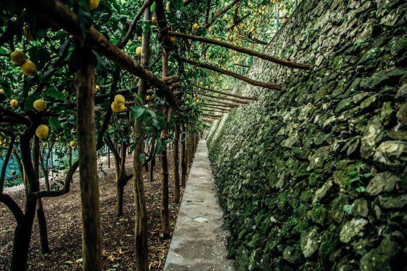 amalfi-vertical-lemon-farm-tour-tastings-and-rural-museum