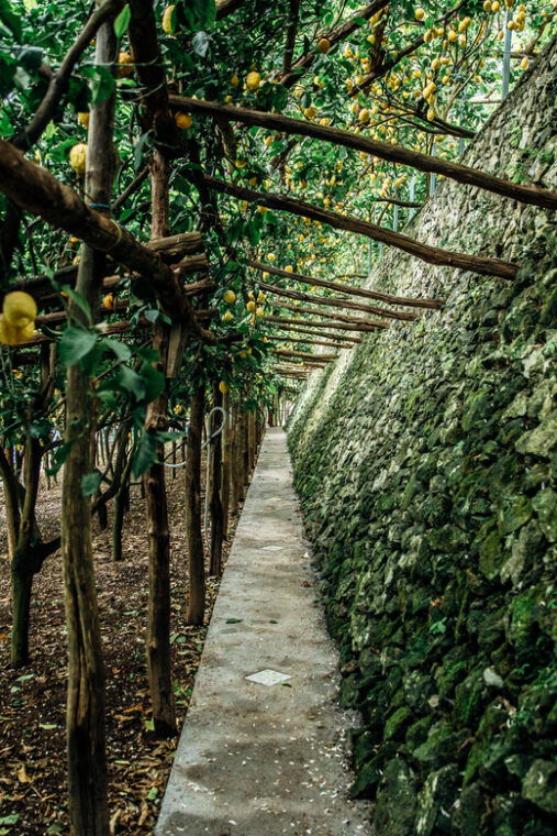 amalfi-vertical-lemon-farm-tour-tastings-and-rural-museum