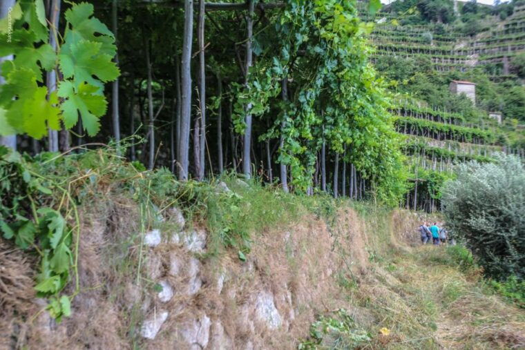 amalfi-walking-tour-between-furore-vertical-vineyards