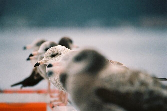 Amanohashidate & Ine Private Tour from Kyoto with English Driver - Final Thoughts