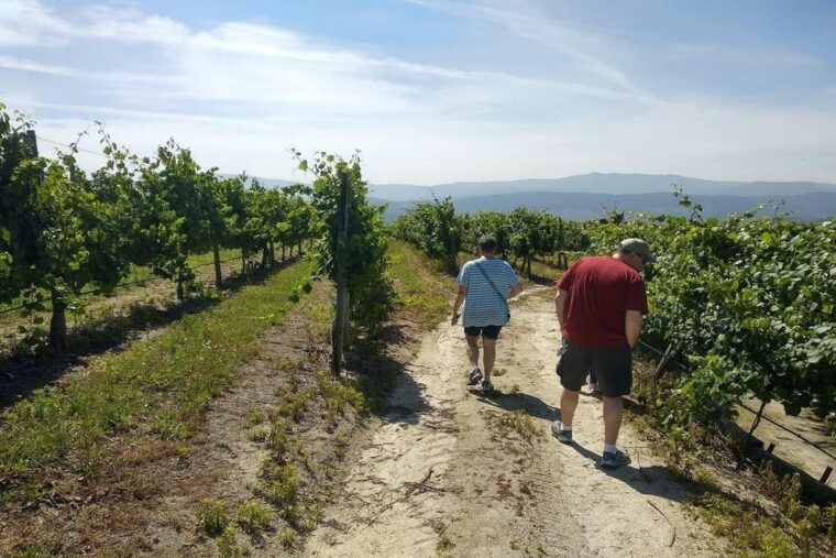amarante-e-bike-tour-and-vinho-verde-from-porto