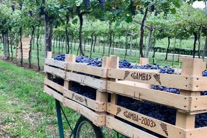 amarone-valpolicella-wine-tour-visit-verona-from-venice-2