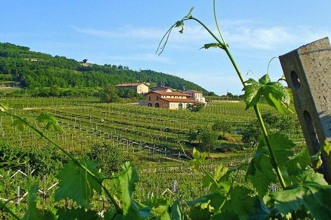 amarone-valpolicella-wine-tour-visit-verona-from-venice