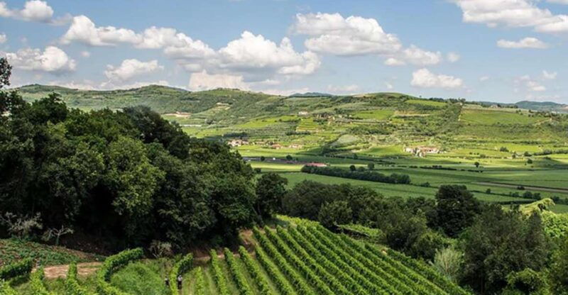 amarone-wine-tasting-tour-visit-verona-from-venice