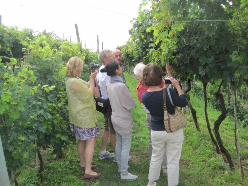 amarone-wine-tour-tasting-from-venice-padua-or-verona