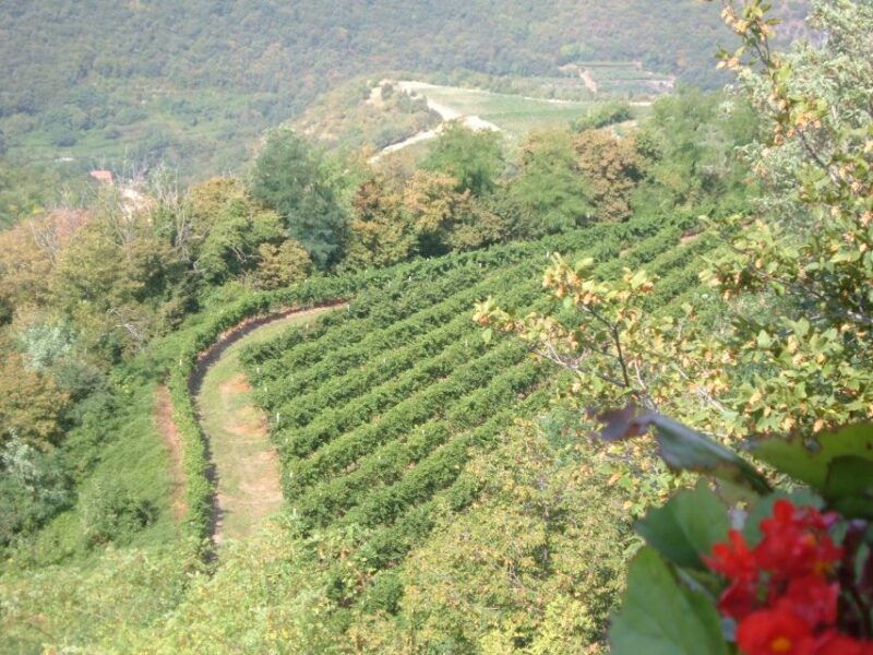 amarone-wine-tour-tasting-from-venice-padua-or-verona