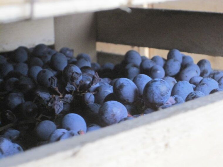 amarone-wine-tour-tasting-from-venice-padua-or-verona