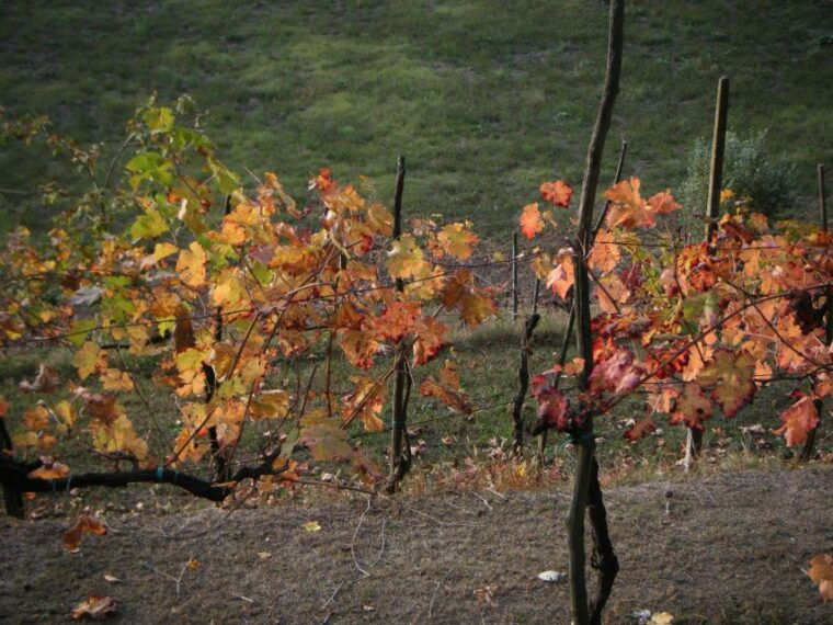 amarone-wine-tour-tasting-from-venice-padua-or-verona