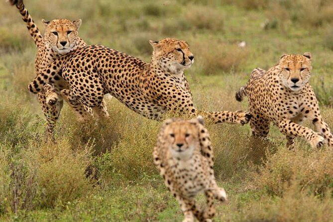 Amazing 4 Days Safari 3 Nights: Tarangire, Ngorongoro, Serengeti - FAQs