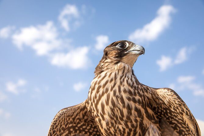 Amazing Abu Dhabi Evening Safari - The Itinerary in Detail