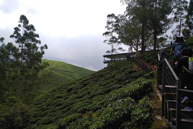 Amazing Cameron Highland Day Tour From Kuala Lumpur - Authentic Experiences From Reviews