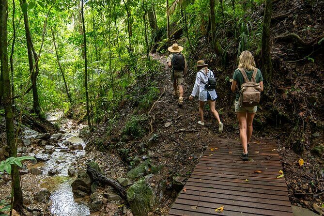 Amazing Daintree Rainforest Tour Waterfall Hike, Lunch, Swim & Crocodile Cruise - An In-Depth Look at the Tour
