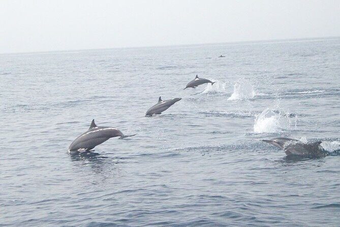 Amazing Dolphin Watching Tour In Muscat - Amazing Dolphin Watching Tour in Muscat