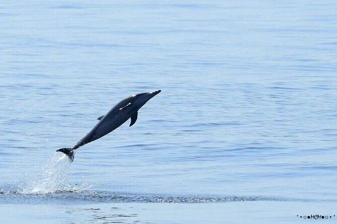 Amazing Dolphin Watching Tour In Muscat - Key Points