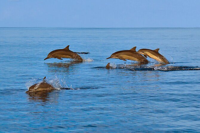 Amazing Dolphin Watching Tour In Muscat - FAQs