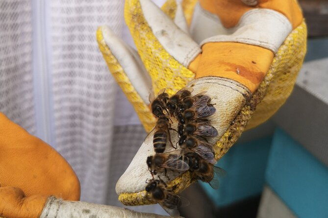 amazing-experience-with-bees-honey-and-pollen-in-madeira-island
