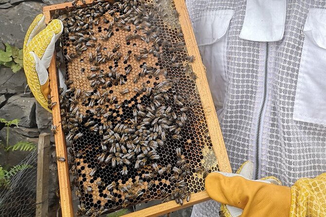 amazing-experience-with-bees-honey-and-pollen-in-madeira-island