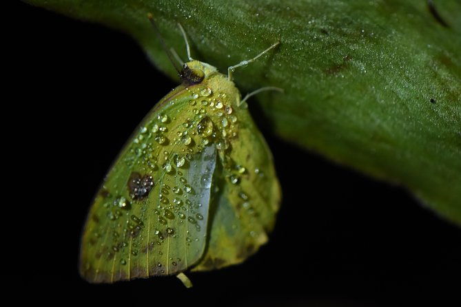 amazing-red-eyed-frog-night-walk-la-fortuna