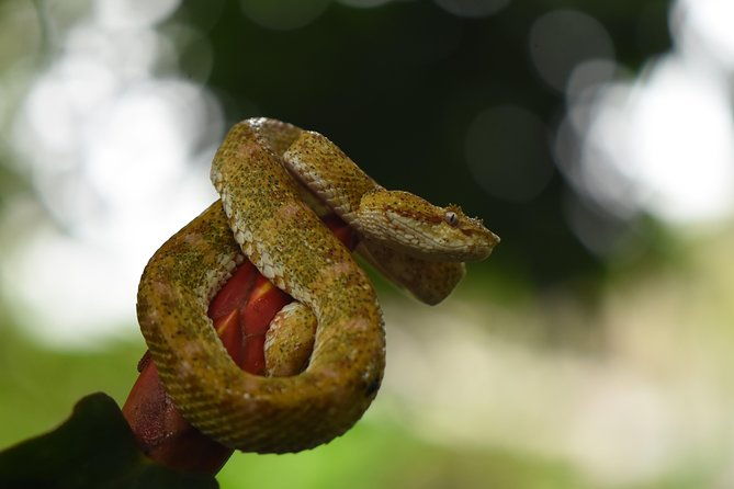 amazing-red-eyed-frog-night-walk-la-fortuna