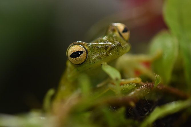 amazing-red-eyed-frog-night-walk-la-fortuna