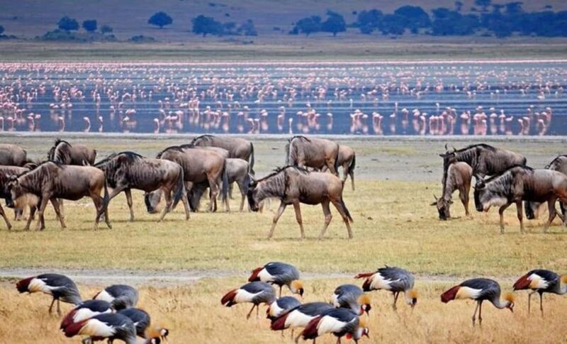 AMAZING SAFARI TOUR VIA LAKE MANYARA NATIONAL PARK - Key Points