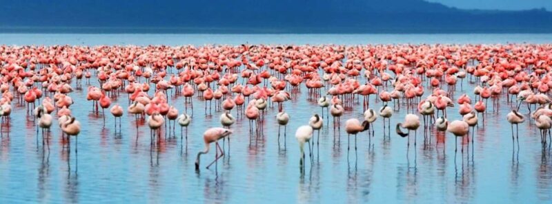 AMAZING SAFARI TOUR VIA LAKE MANYARA NATIONAL PARK - Full Breakdown of the Lake Manyara Safari Experience