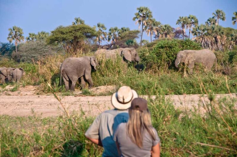 AMAZING SAFARI TOUR VIA LAKE MANYARA NATIONAL PARK - Authentic Experiences & Practical Tips