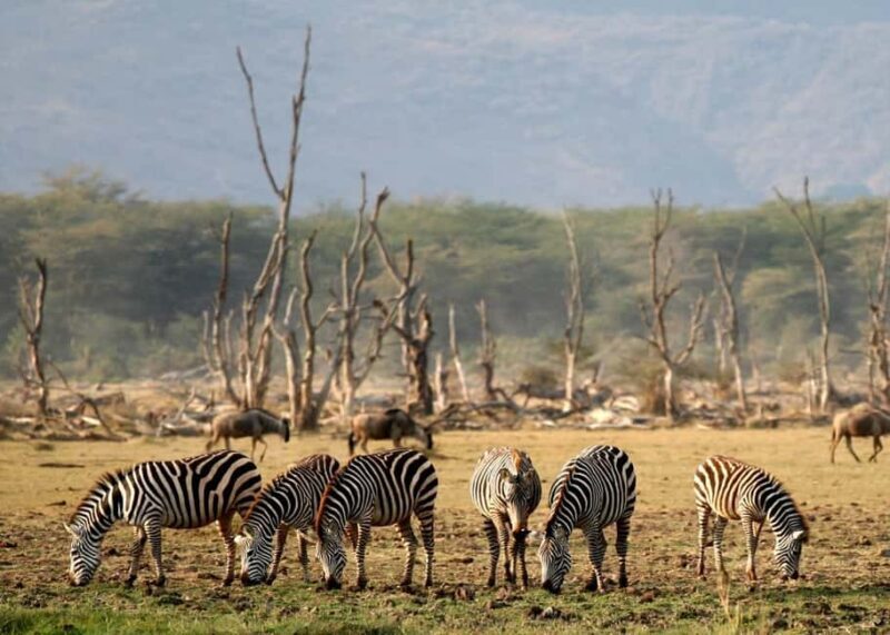 AMAZING SAFARI TOUR VIA LAKE MANYARA NATIONAL PARK - Final Thoughts