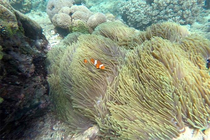 Amazing Snorkeling at Blue Lagoon - A Close Look at the Blue Lagoon Snorkeling Tour