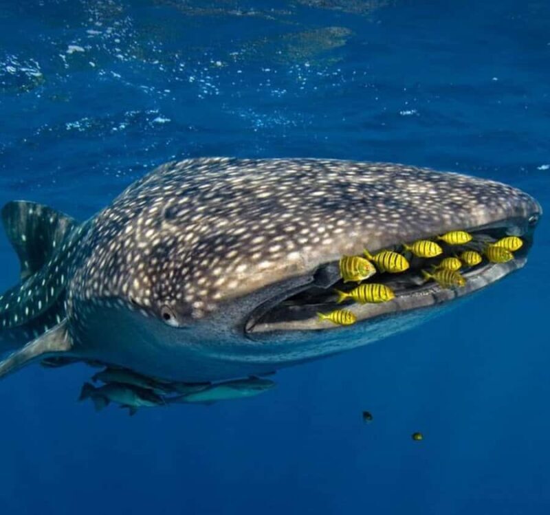 AMAZING SUMBAWA WHALE SHARK TOUR - Starting Point and Logistics